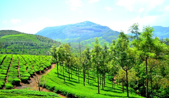 munnar